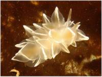 Dirona albolineata (ordre Nudibranches)